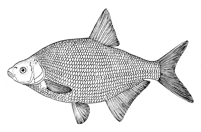 Лящ (Abramis brama)