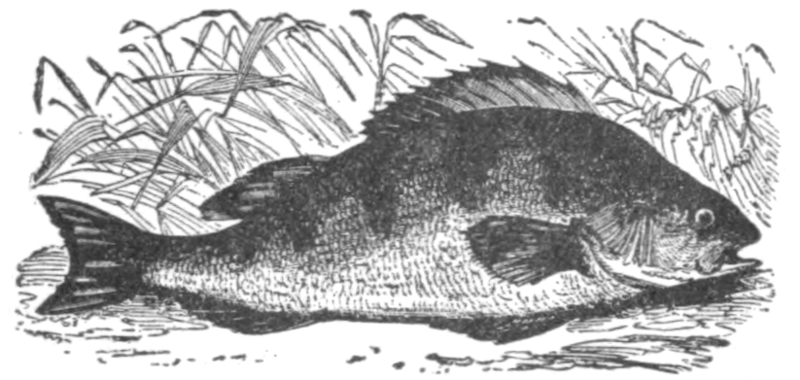Окунь (Perca fluviatilis)